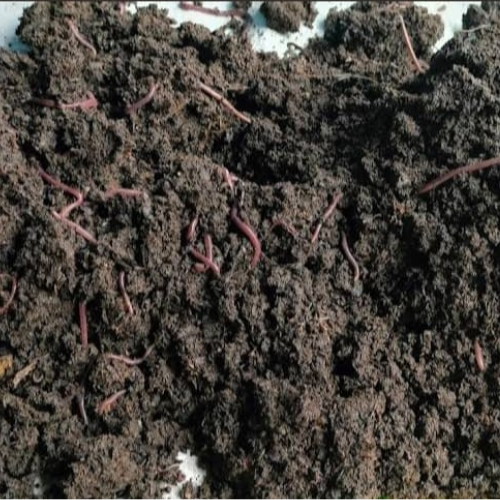 Vermicompost Farming